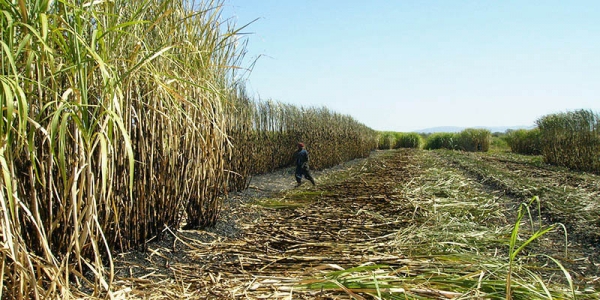 The sugar industry in Swaziland employs about 1/3 of the country's entire fork force and contributes approximately 1/5 of Swaziland's GDP.