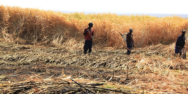The sugar industry in Swaziland employs about a third of the country's entire work force and contributes approximately a fifth of Swaziland's GDP.